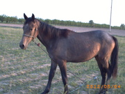 Лошадка,  туркмено-киргизская порода